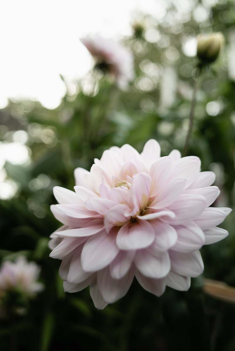 blossom white flower during day plant