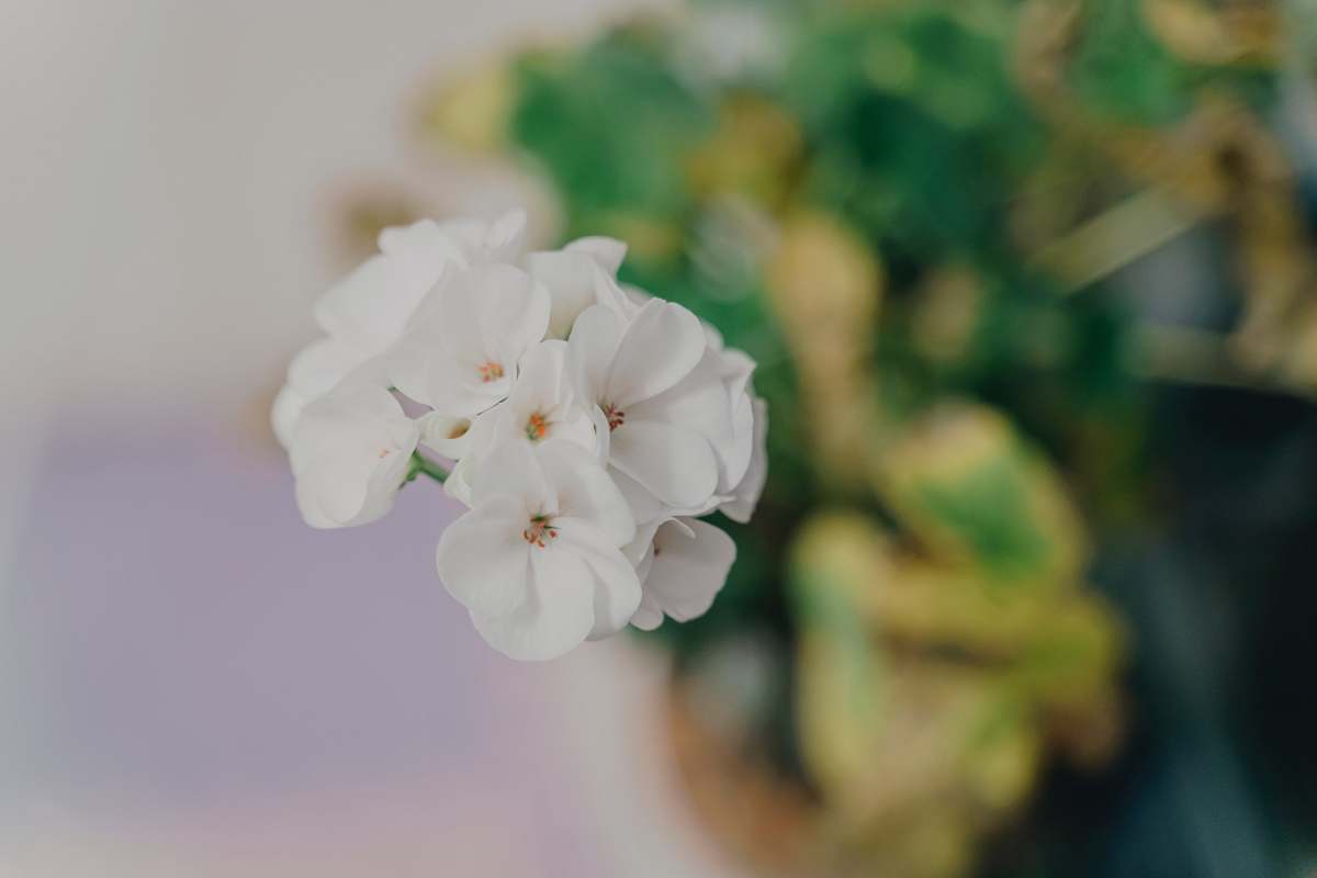 geranium white flower blossom