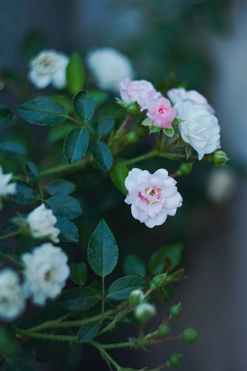 blossom white petaled flowers geranium