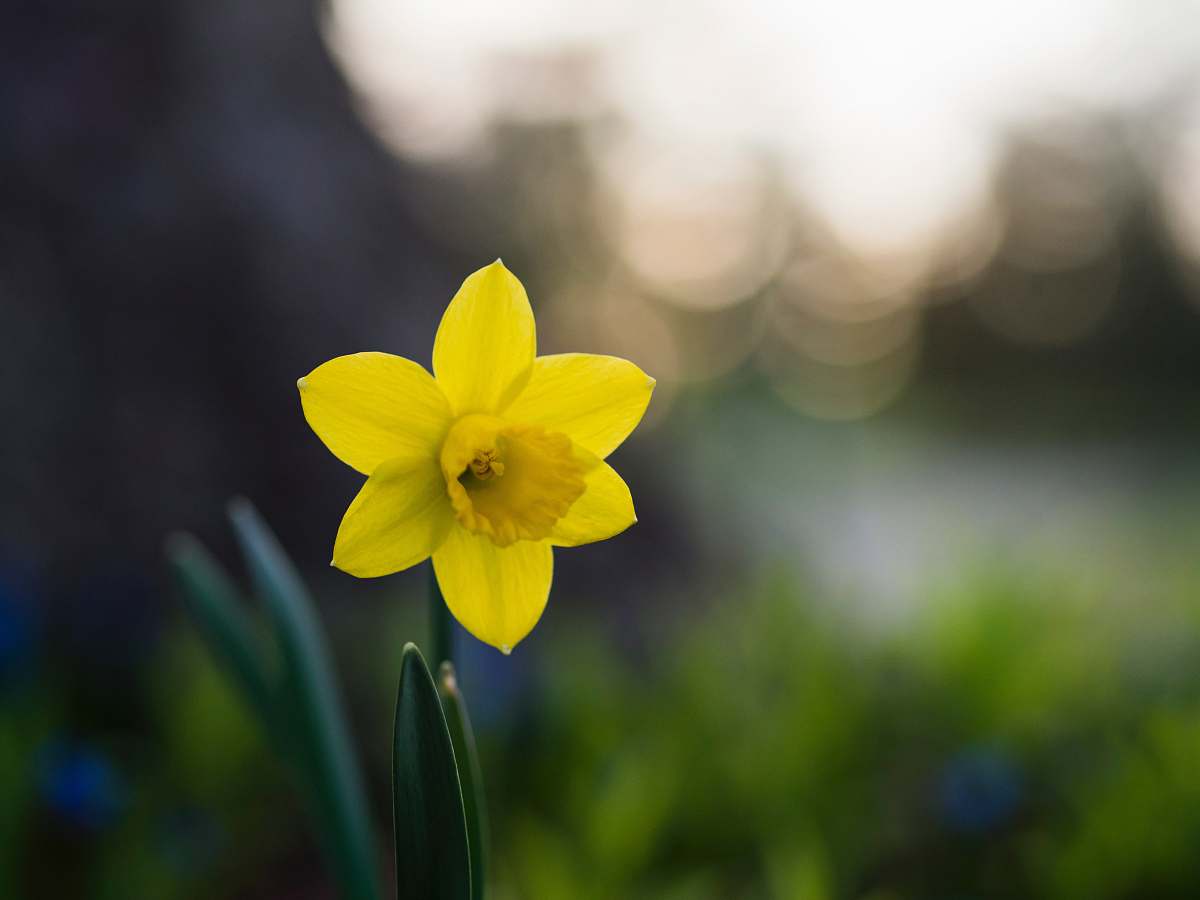 plant yellow 6-petal flower selective focus photo daffodil