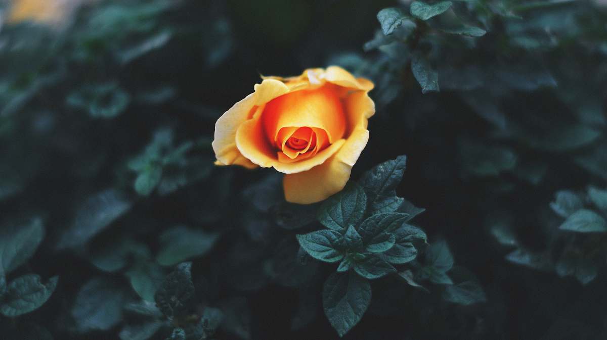 plant yellow flower plant rose