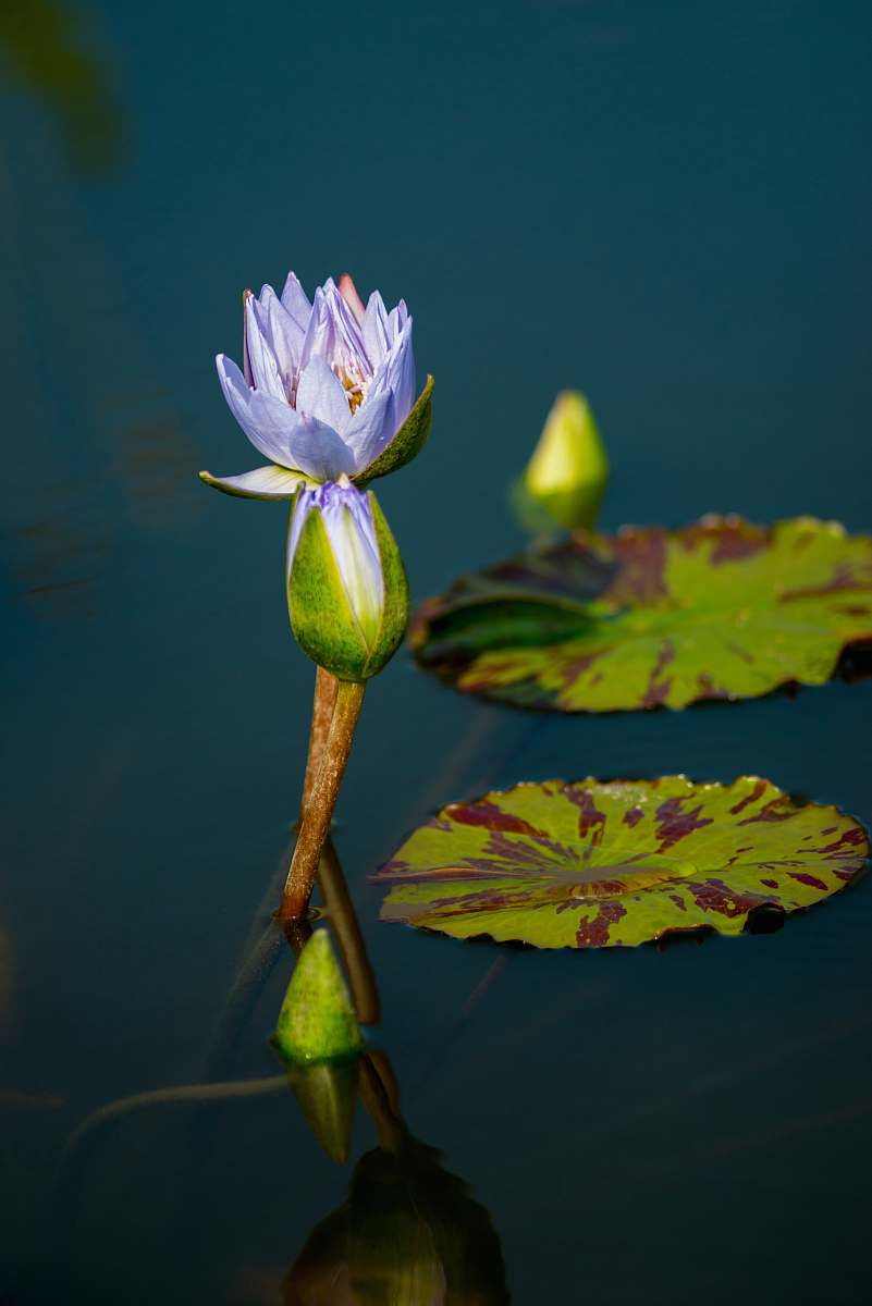 blossom yellow lotus flower lily