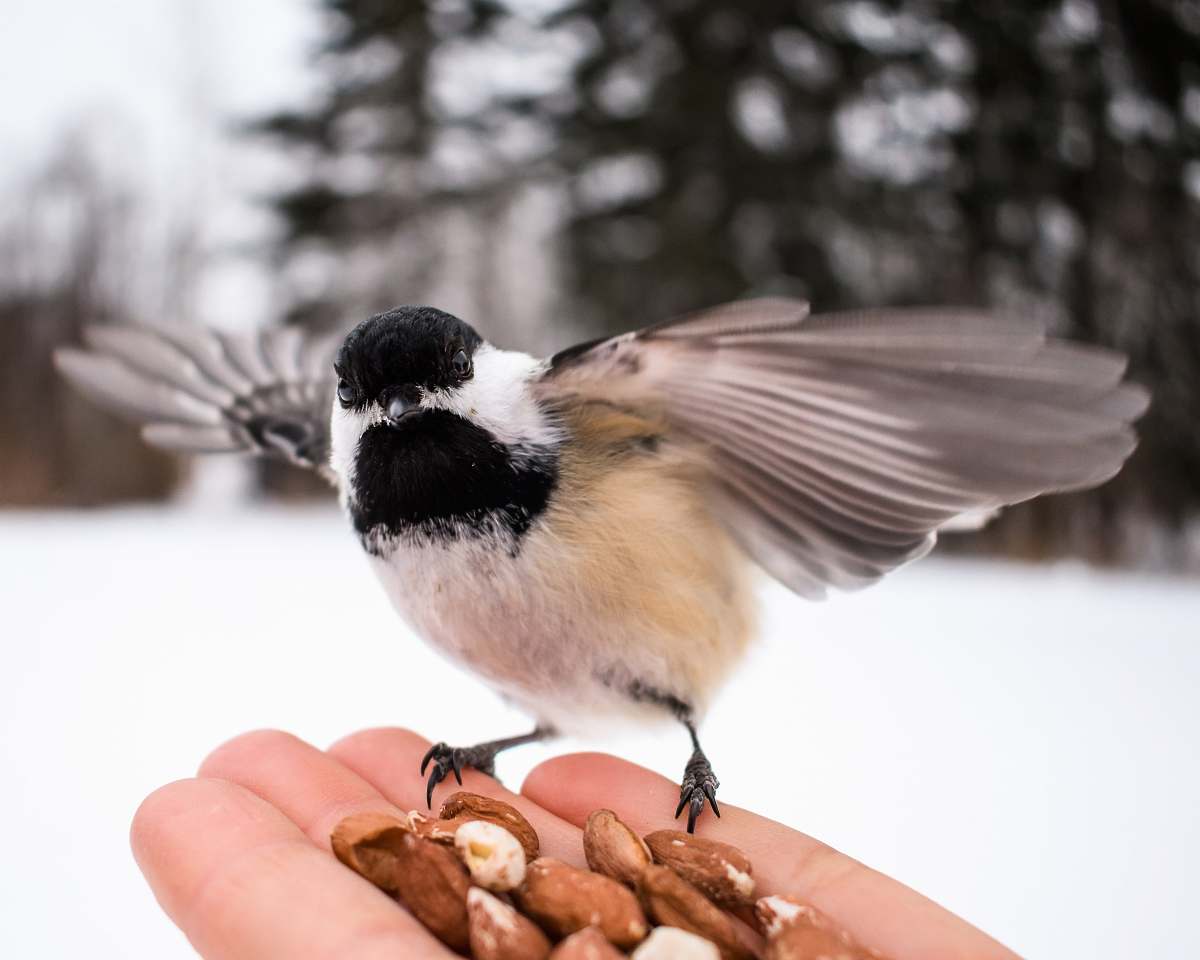 nut brown, black, and white bird on person's palm athabasca