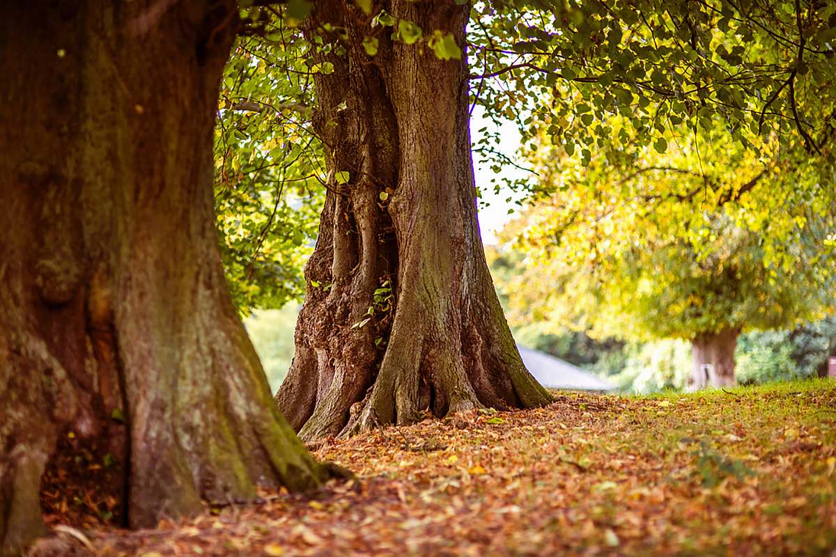 tree shallow focus photography of brown trees nature