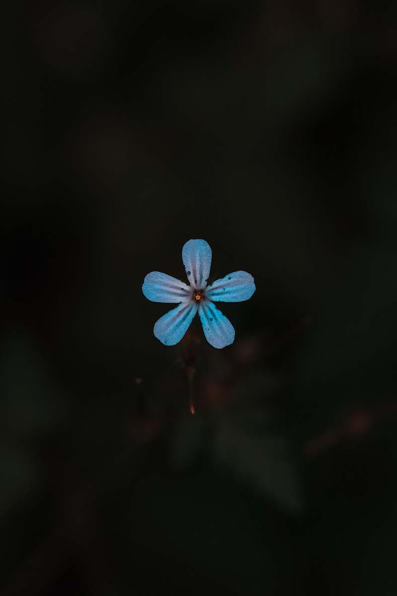 plant blue 5-petaled flower flower