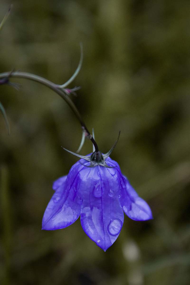 blossom blue-petaled flower flower