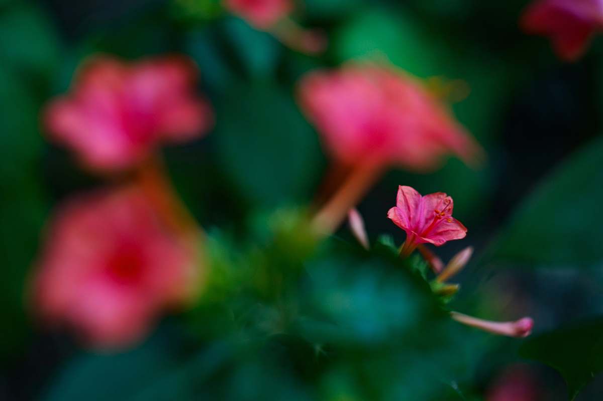 flower close-up photo of pink flower blossom