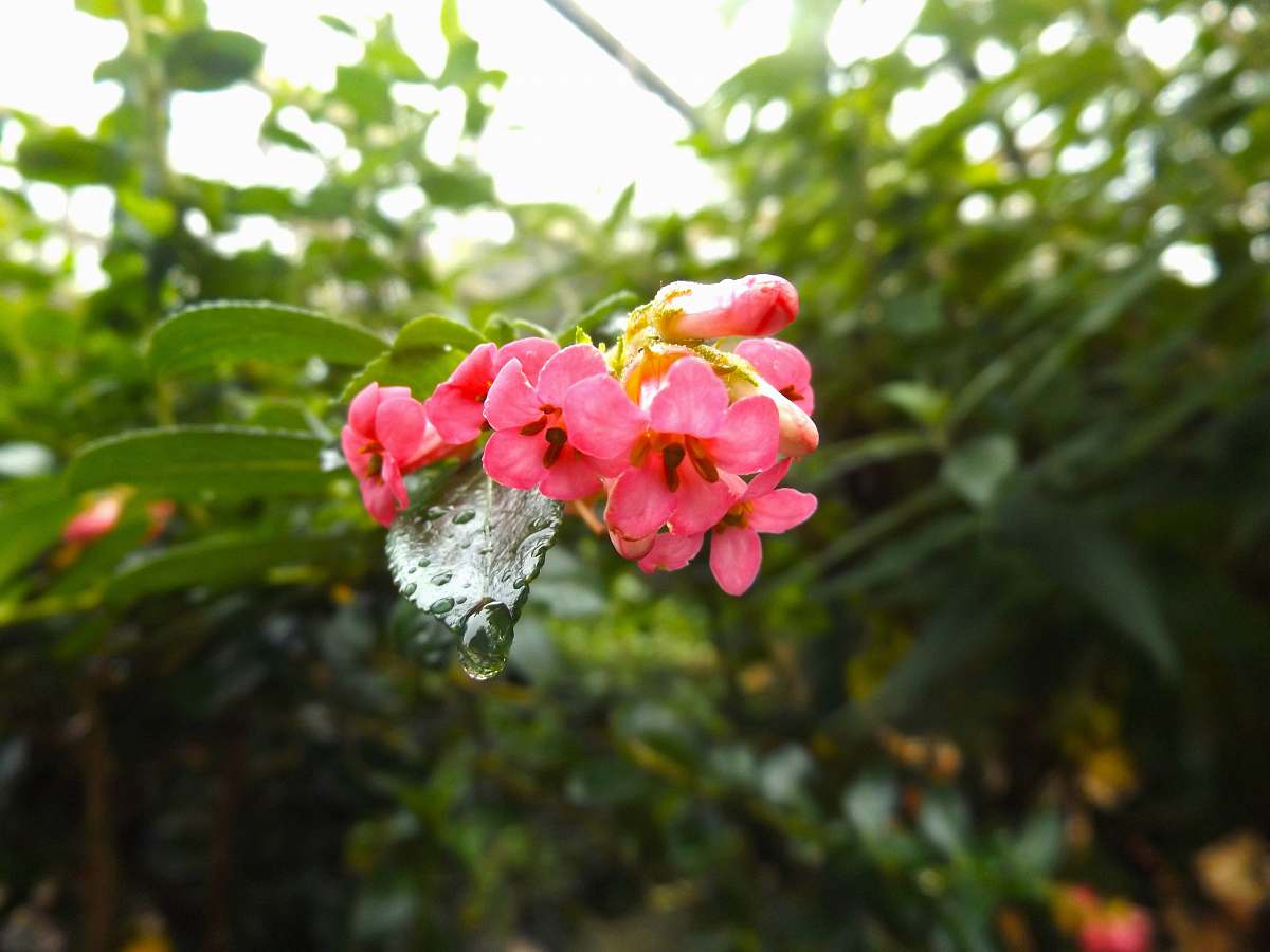 blossom closeup photo of pink flowers flower