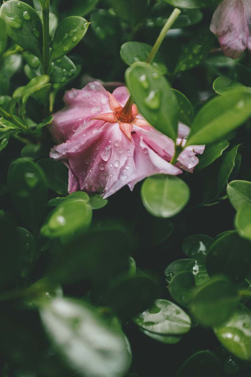 plant dew drops on pink petaled flowers blossom