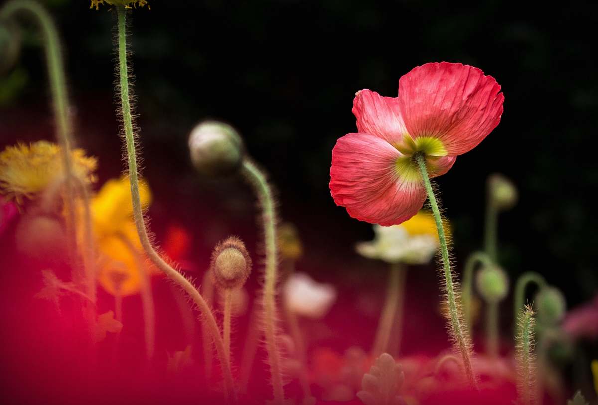 flower macro photo of red and white flower blossom