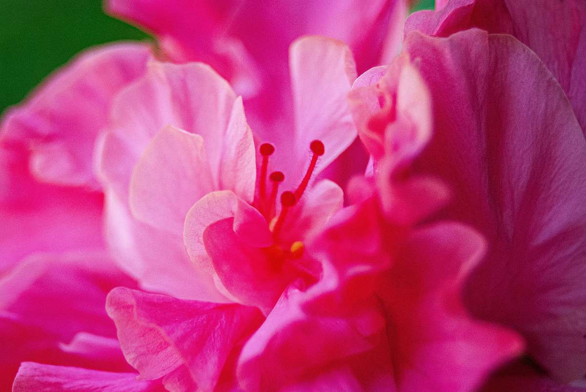 plant pink-petaled flower on focus photography blossom