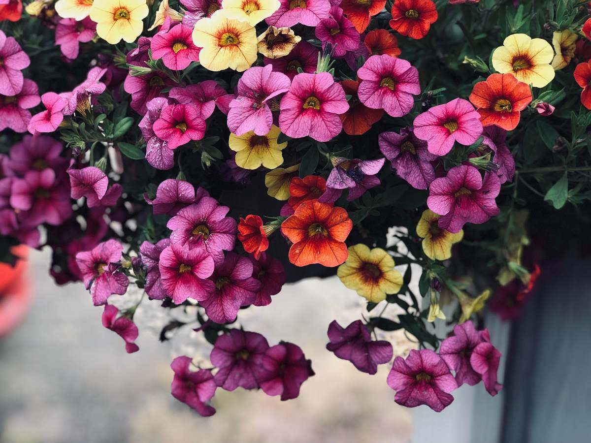 flower purple and yellow flowers blossom