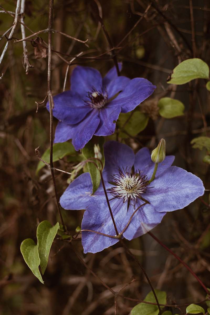 blossom purple flower in bloom flower