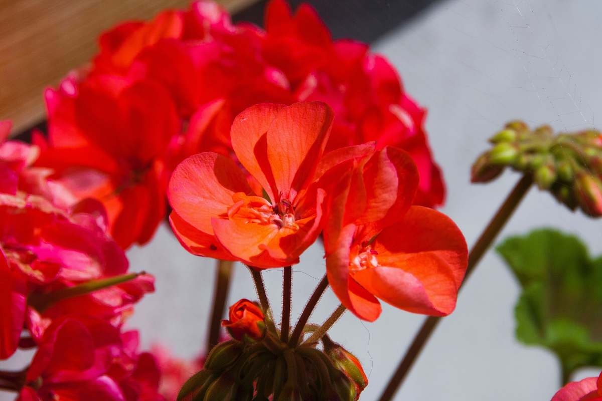 flower red petaled flowers blossom