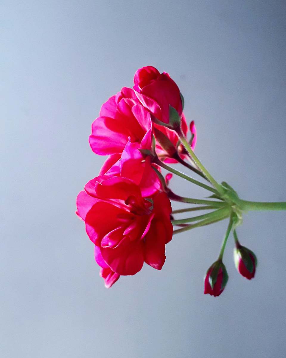 plant shallow focus photo of pink flowers blossom
