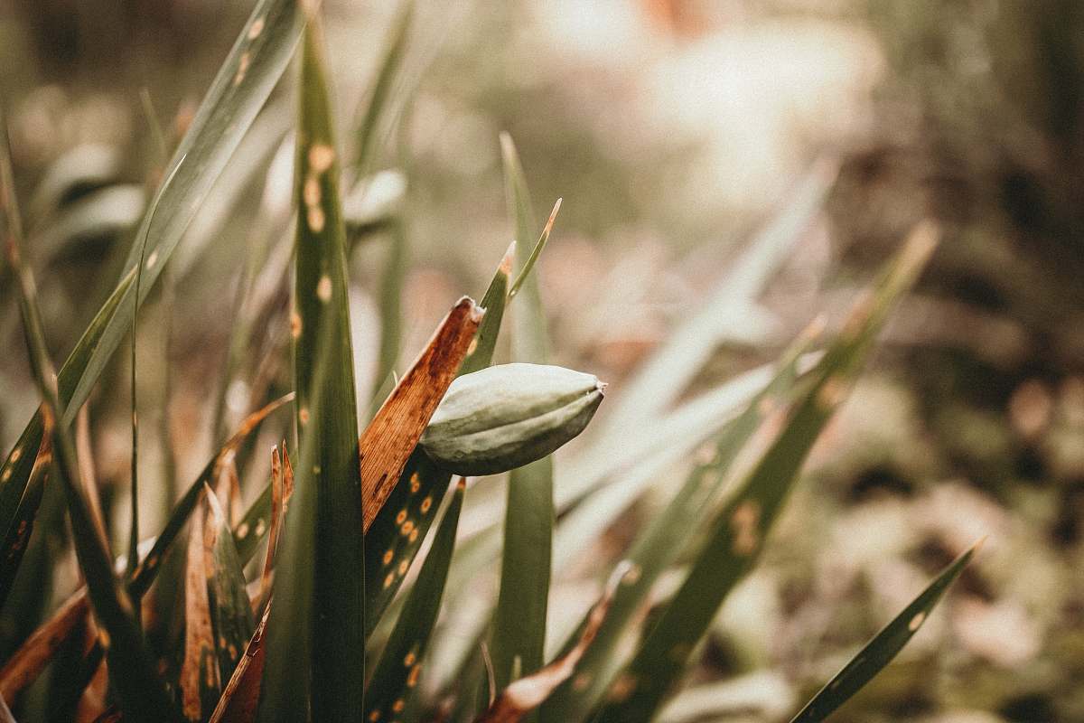 london selective focus photography of green grass united kingdom