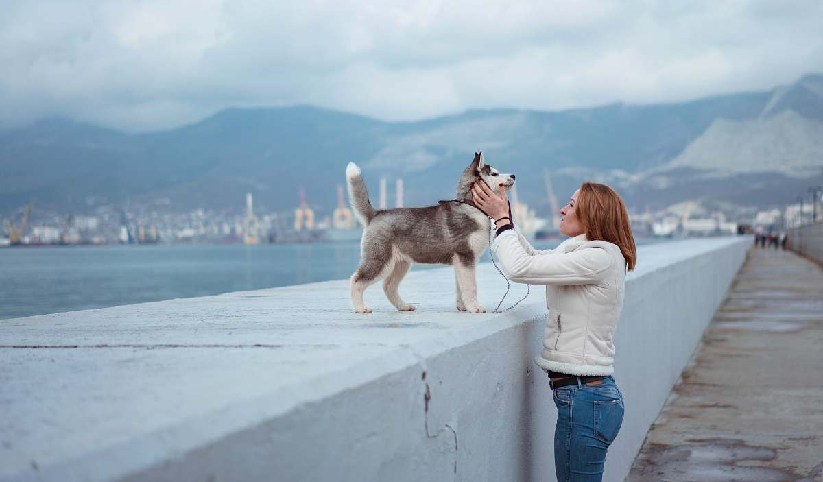 people woman standing while holding Syberian Husky puppy near sea person