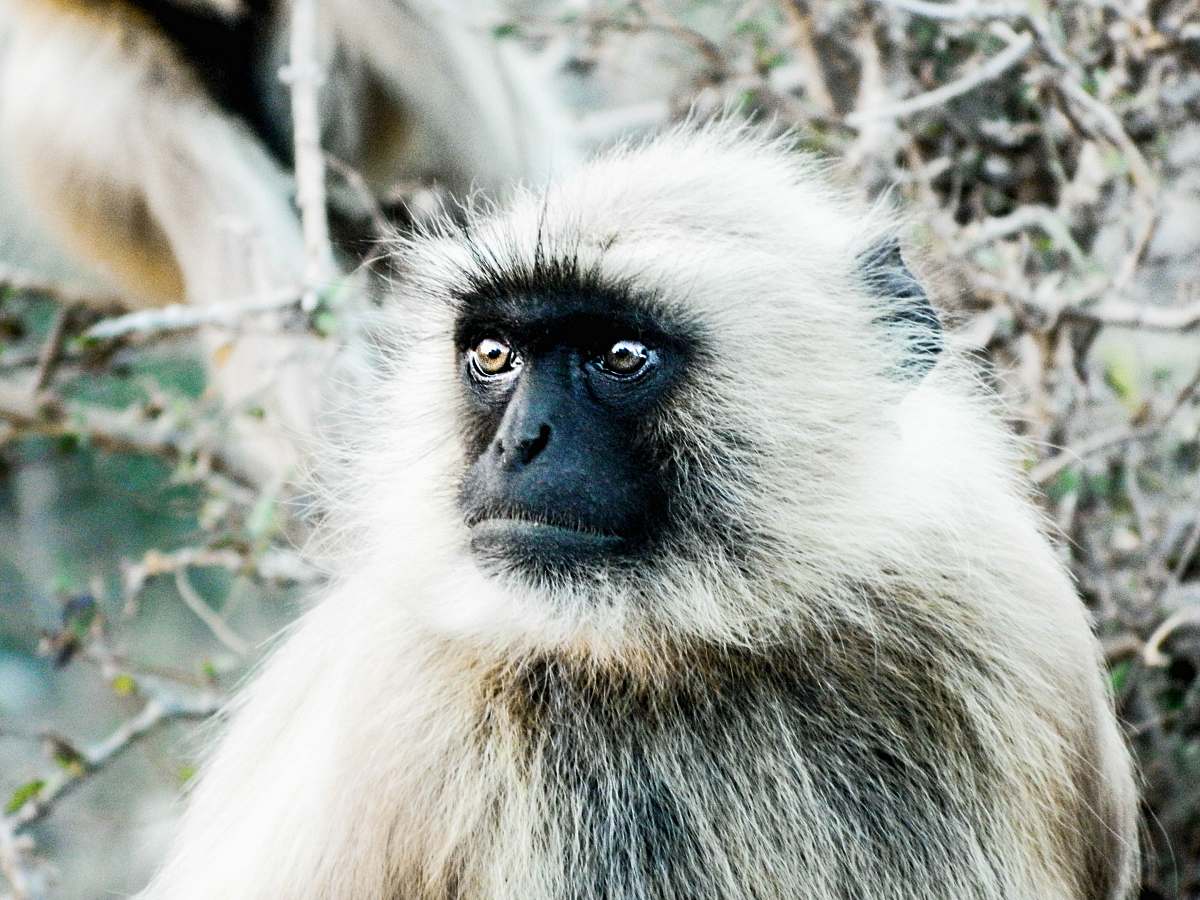 baboon black faced monkey close-up photography animal