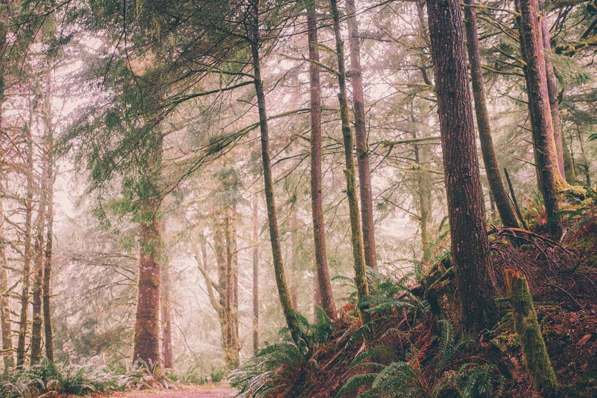 forest green leafed trees tree
