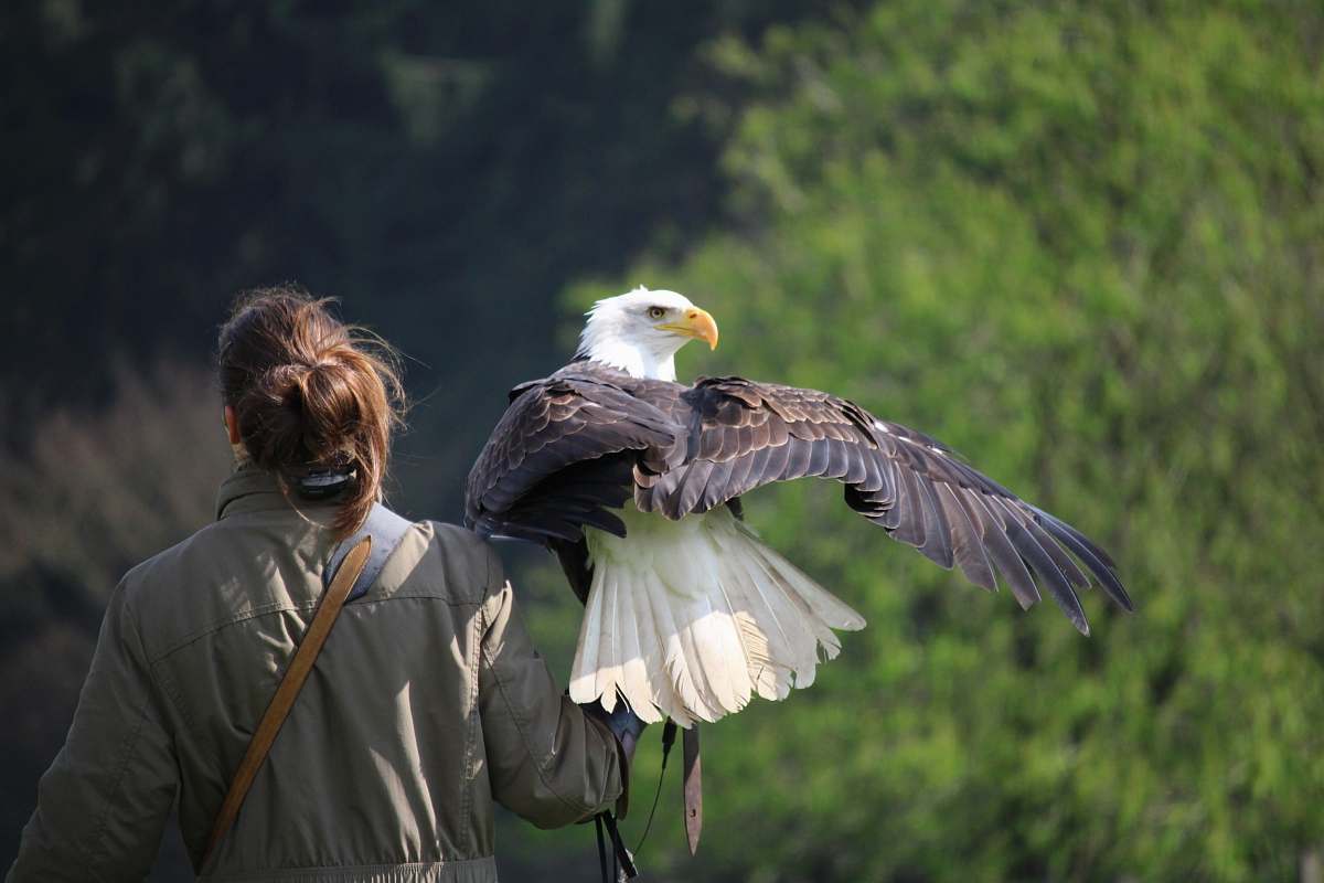people selective focus photography of white and brown eagle perch on woman left hand during daytime eagle
