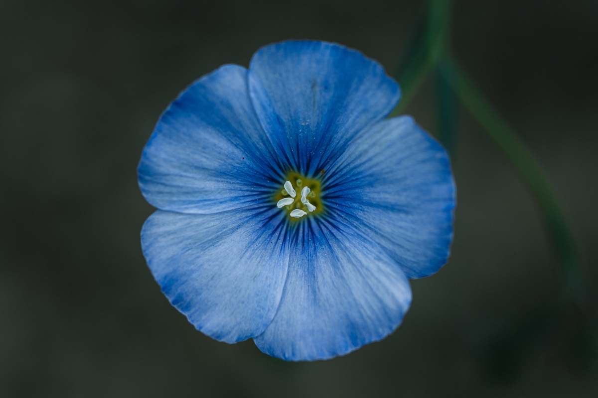 flower blue-petaled flower flax