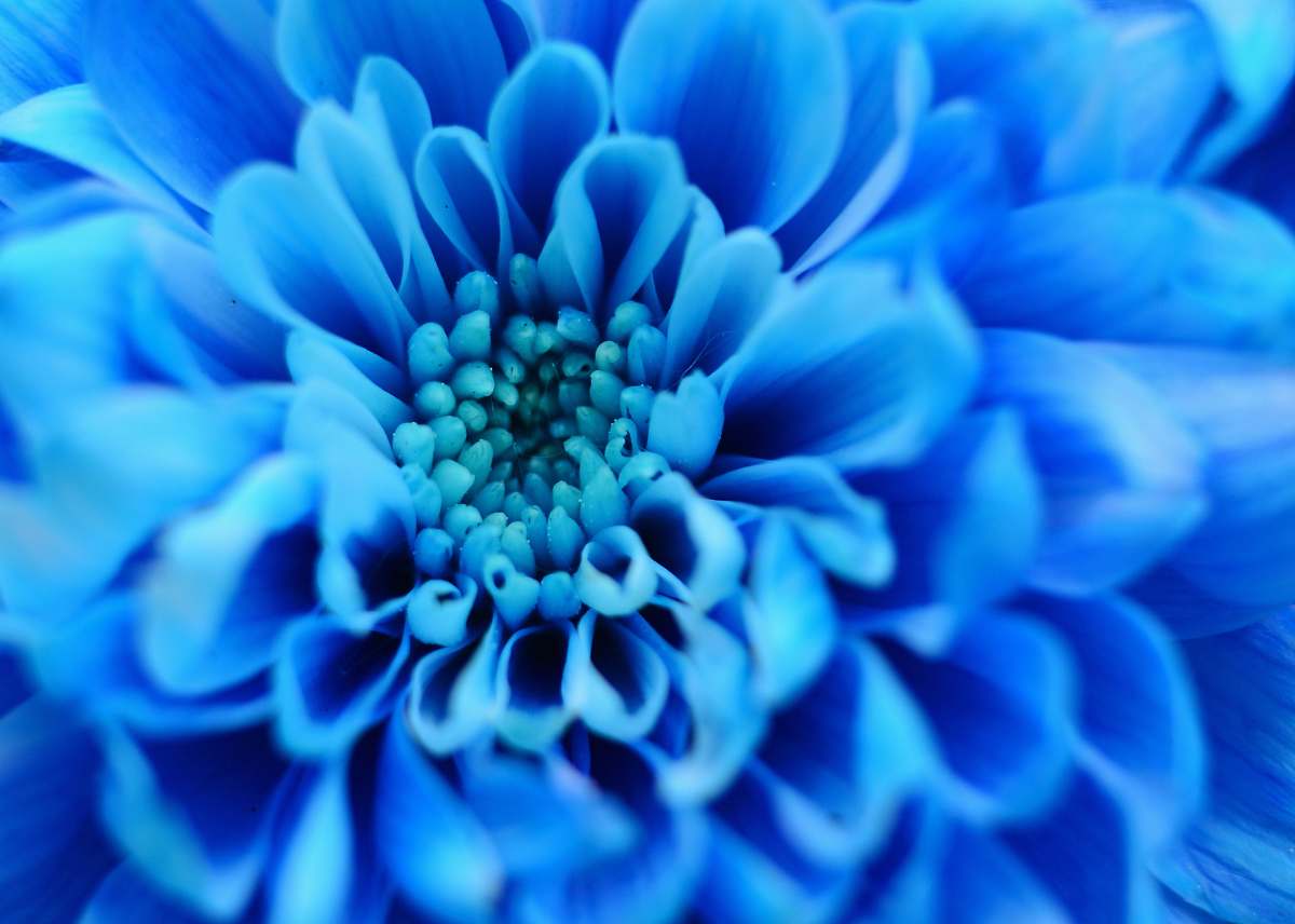 flower close-up photography of blue flower blossom