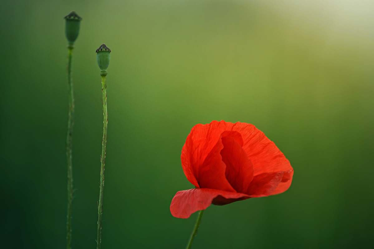 flower close-up photography of red petaled flower poppy