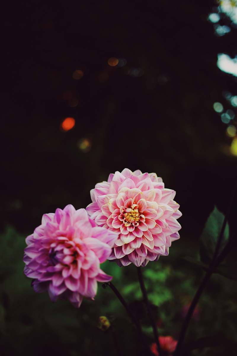 flower macro photography of blooming pink petaled flowers blossom