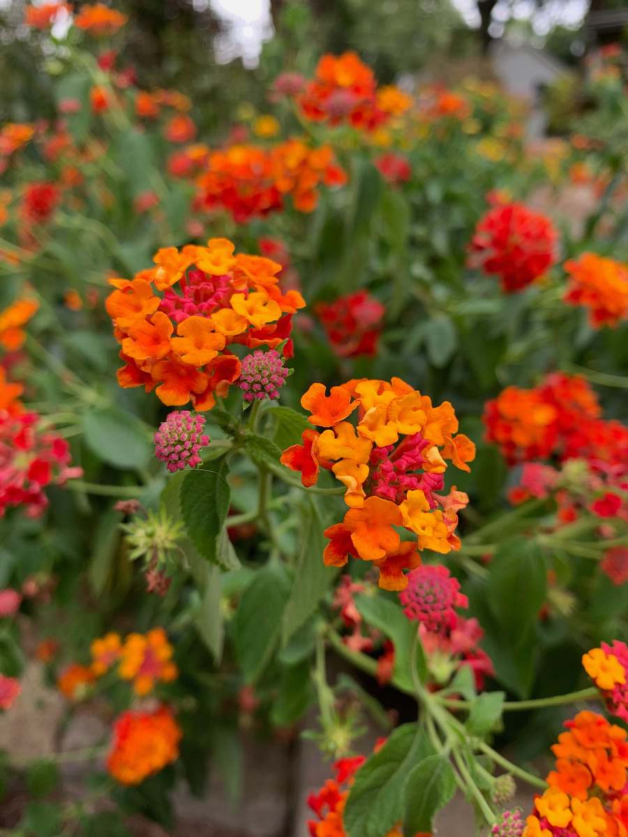 flower orange and red flowers macro photography geranium