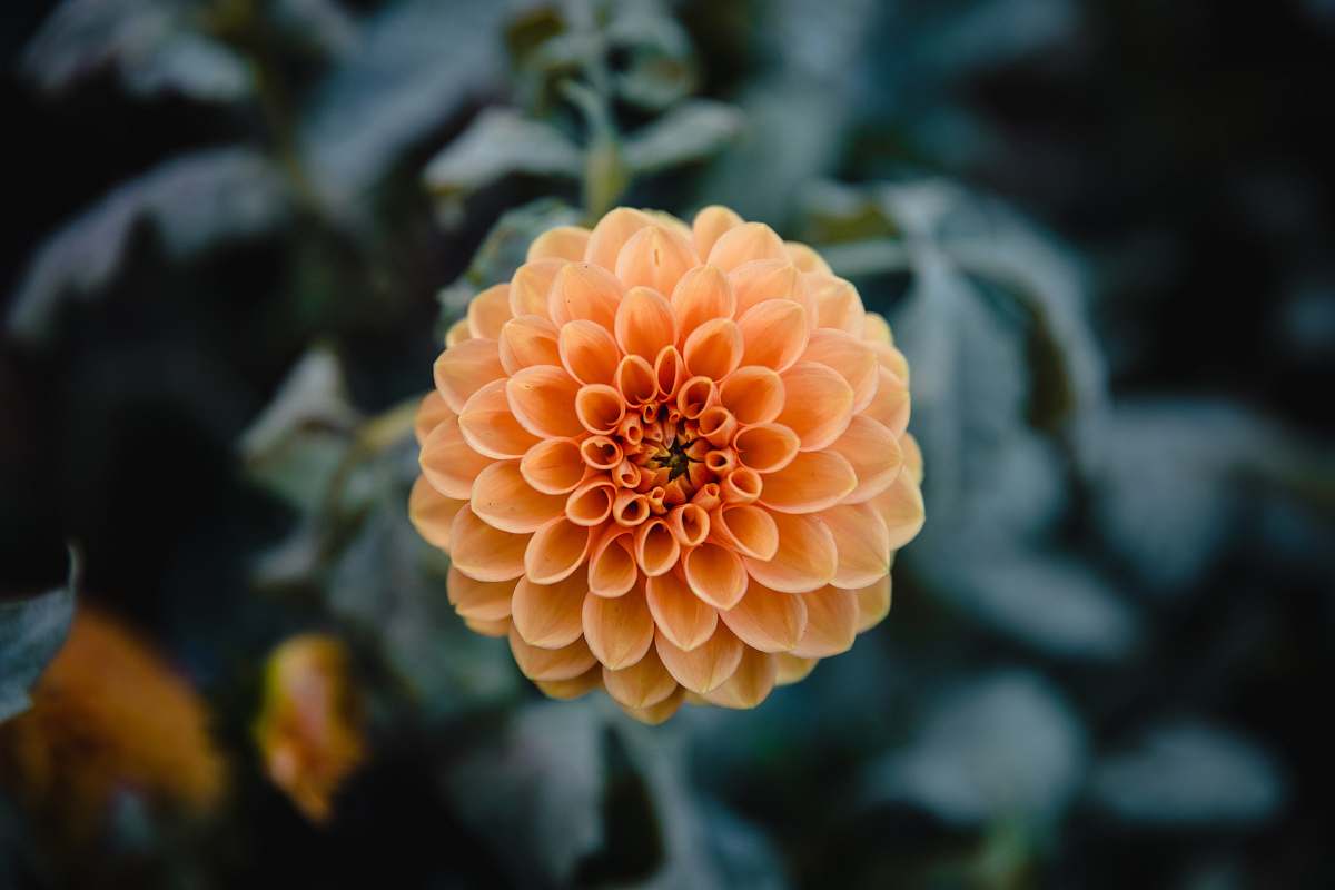 dahlia orange petaled flower flower