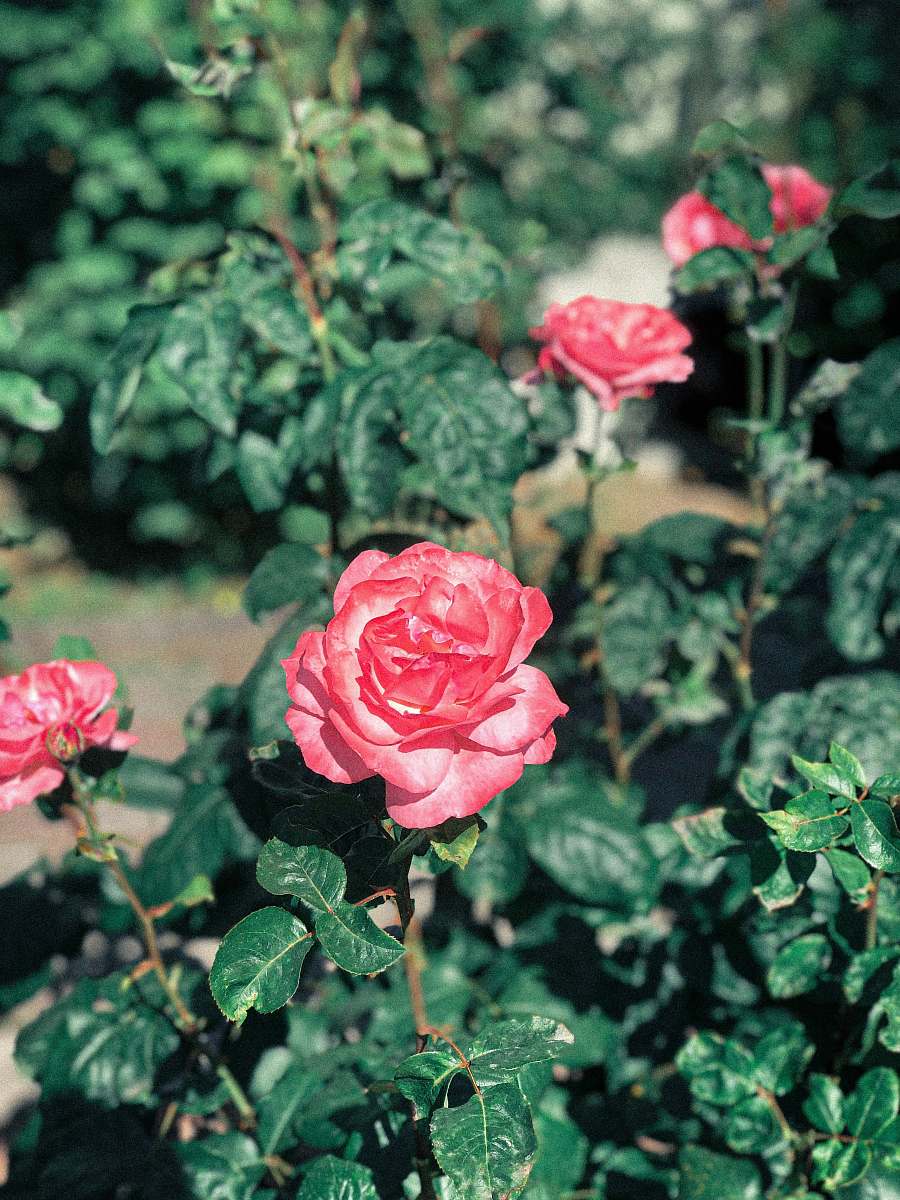 flower pink Floribunda roses rose