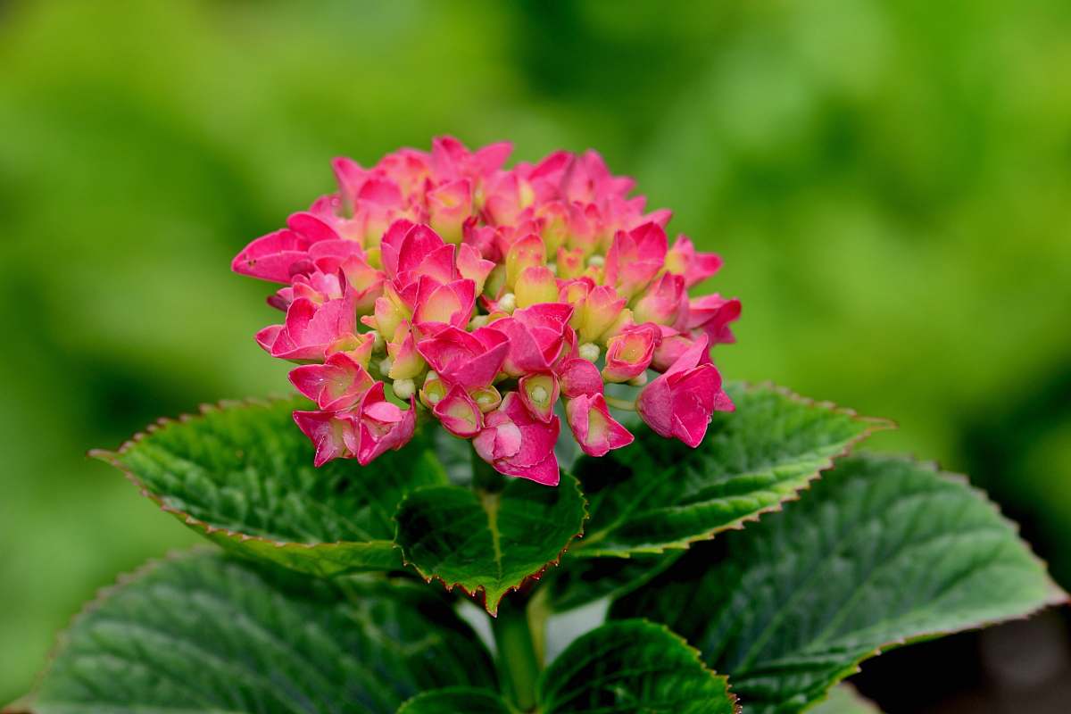 flower pink flowers geranium