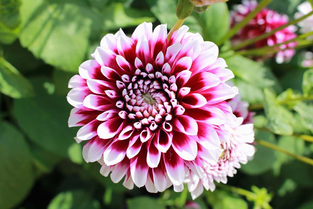 dahlia pink-petaled flowers blossom