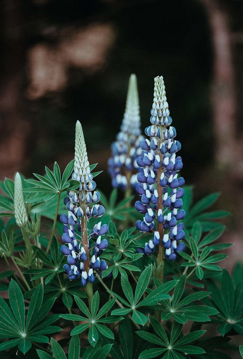flower purple flowers lupin