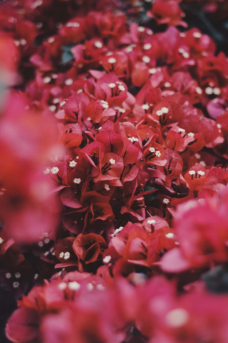 geranium red flowers blossom