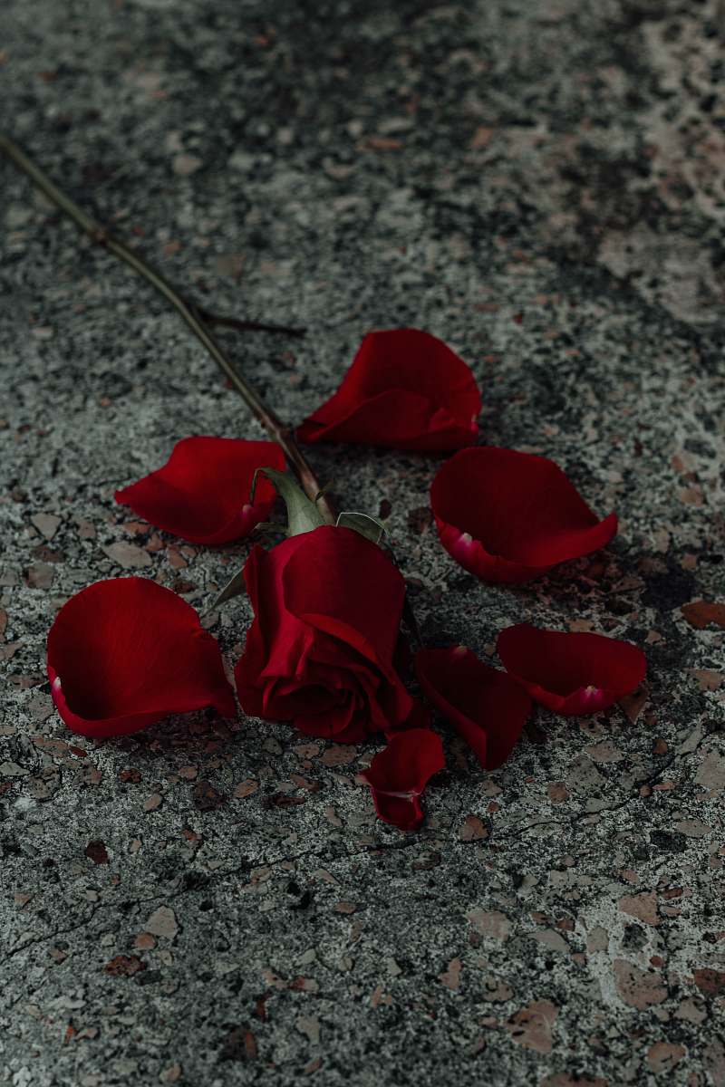 blossom red rose petal