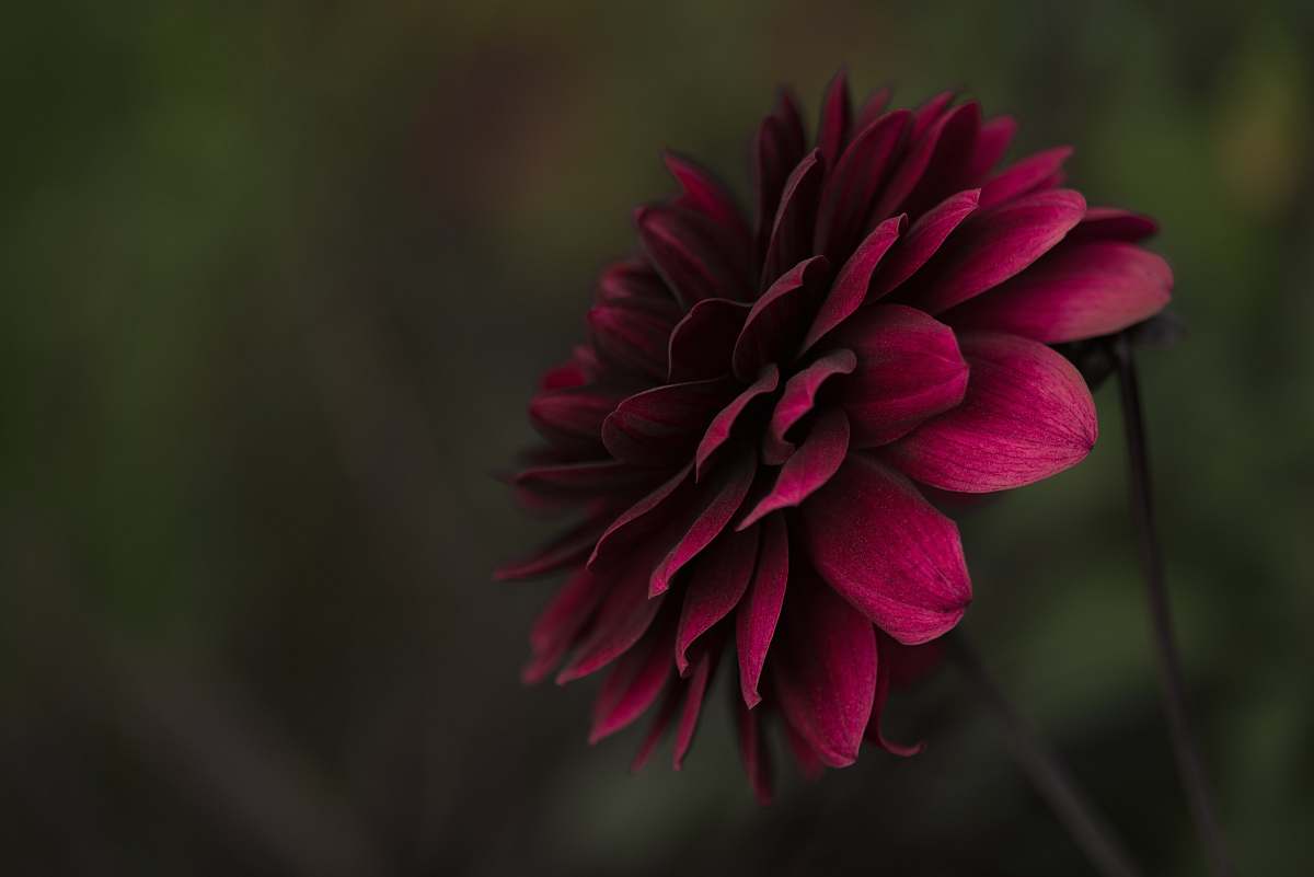 flower selective focus photo of pink petaled flower flora