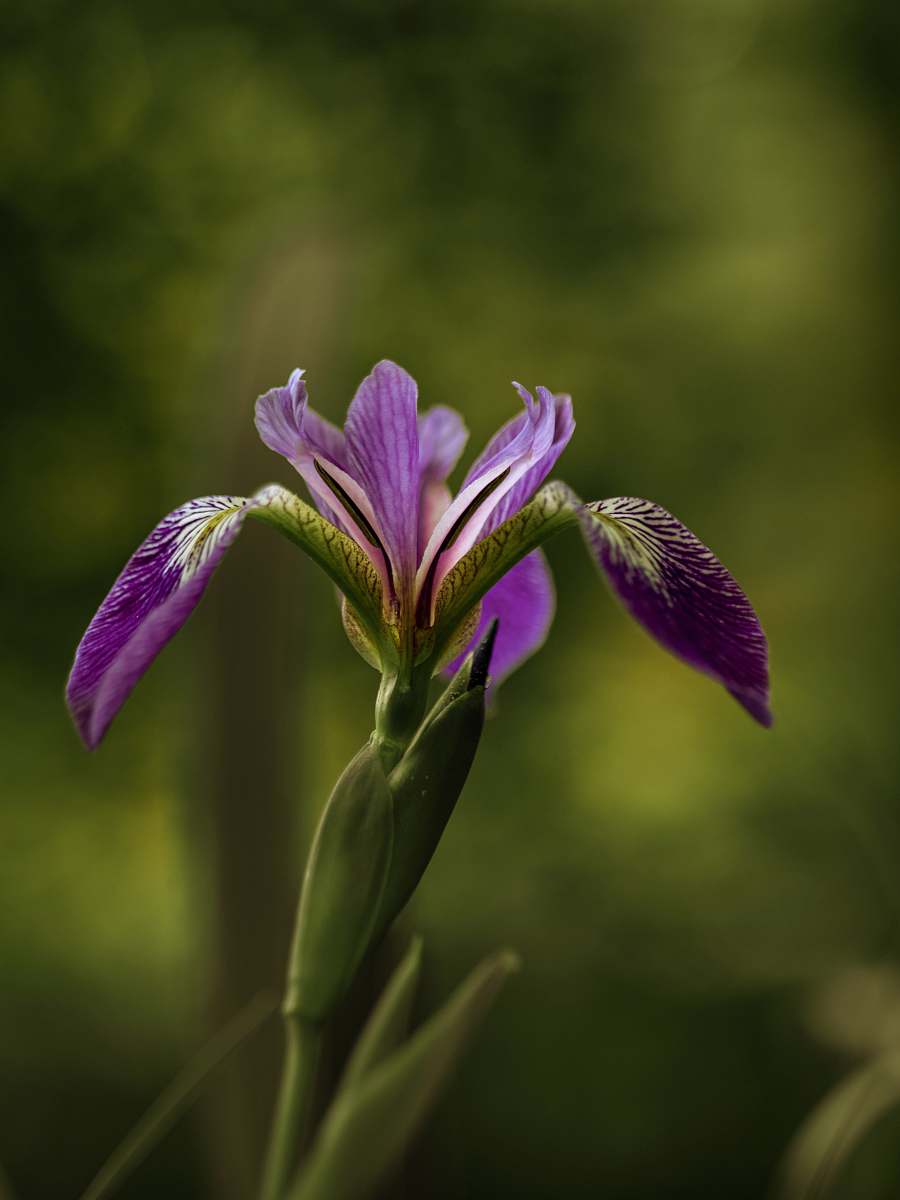 blossom selective focus photography of purple petaled flower plant iris