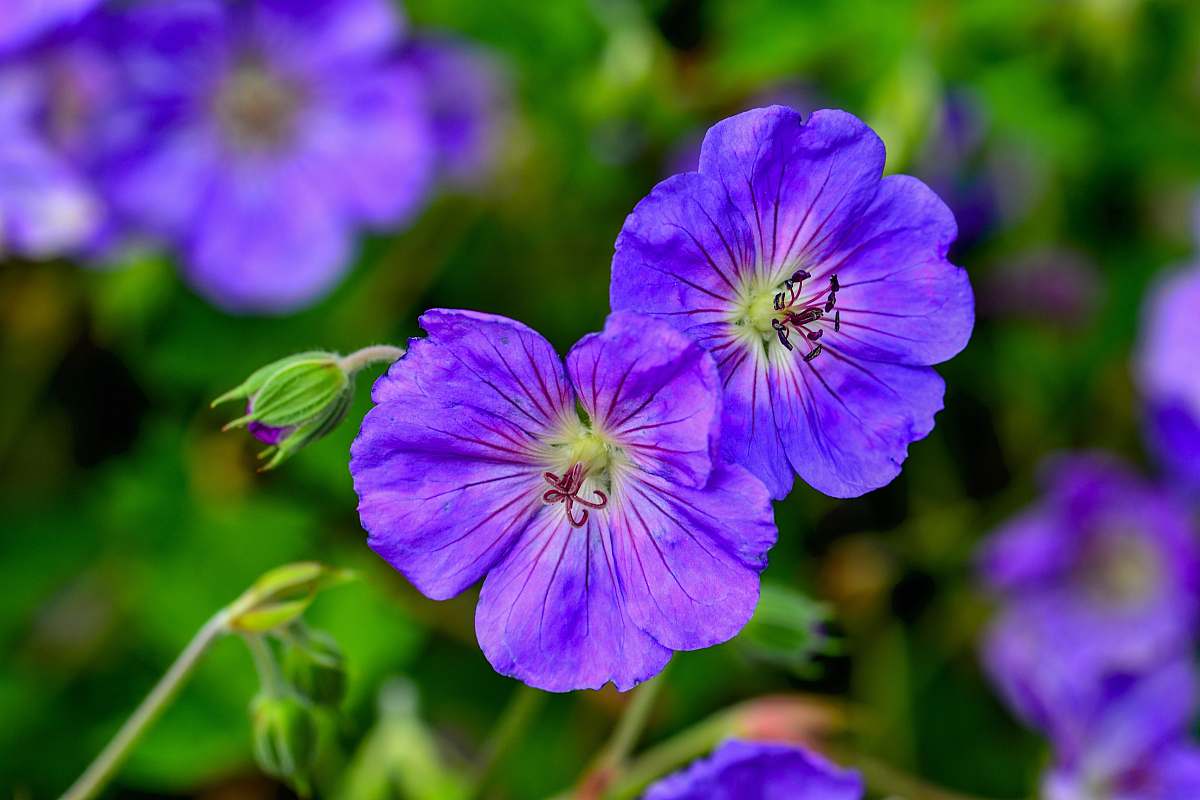 blossom selective focus photography of purple-white petaled flowers geranium