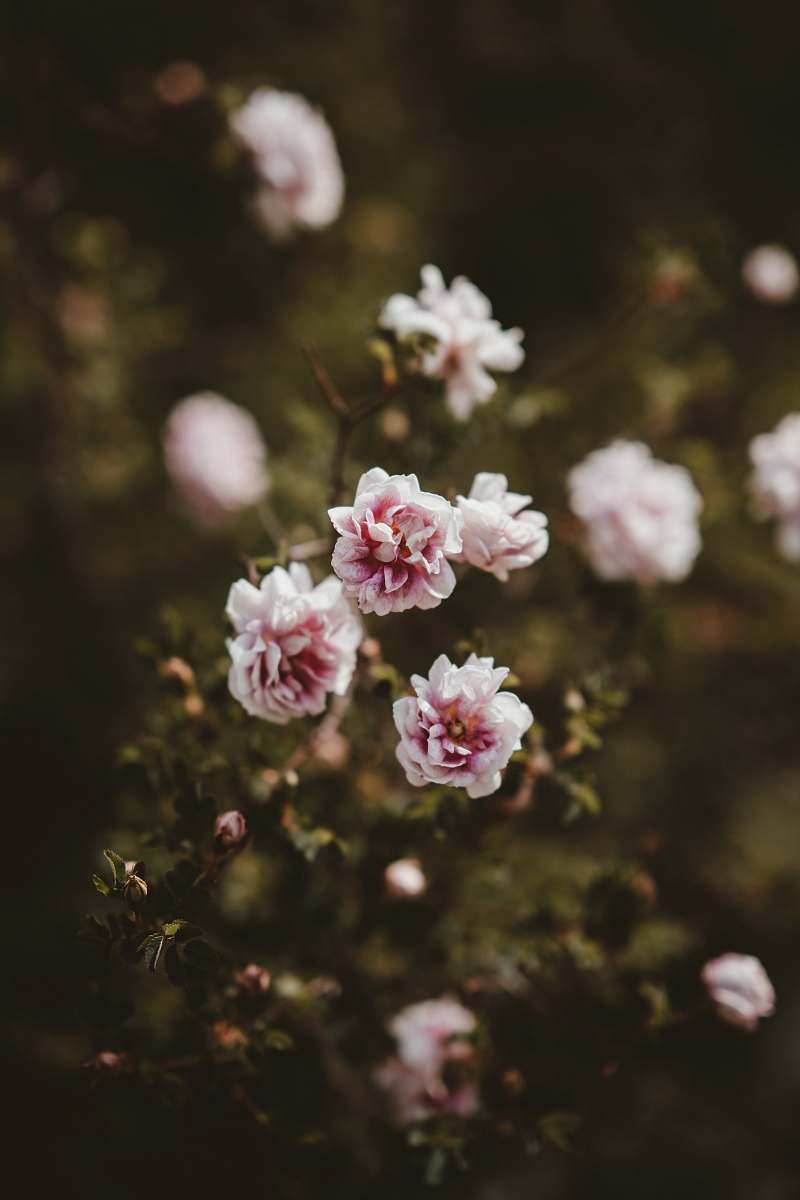flower selective focus photography of white petaled flowers flora