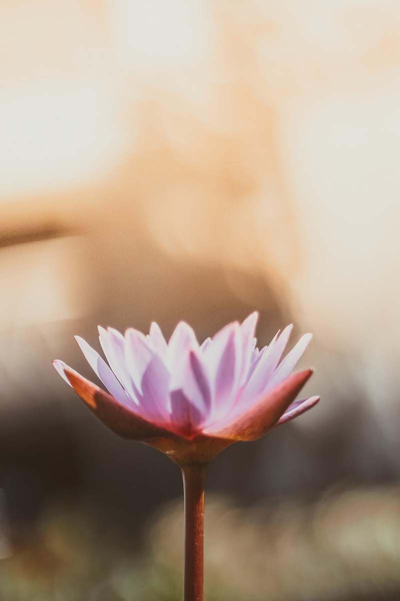 flower shallow focus photography of purple flower pond lily