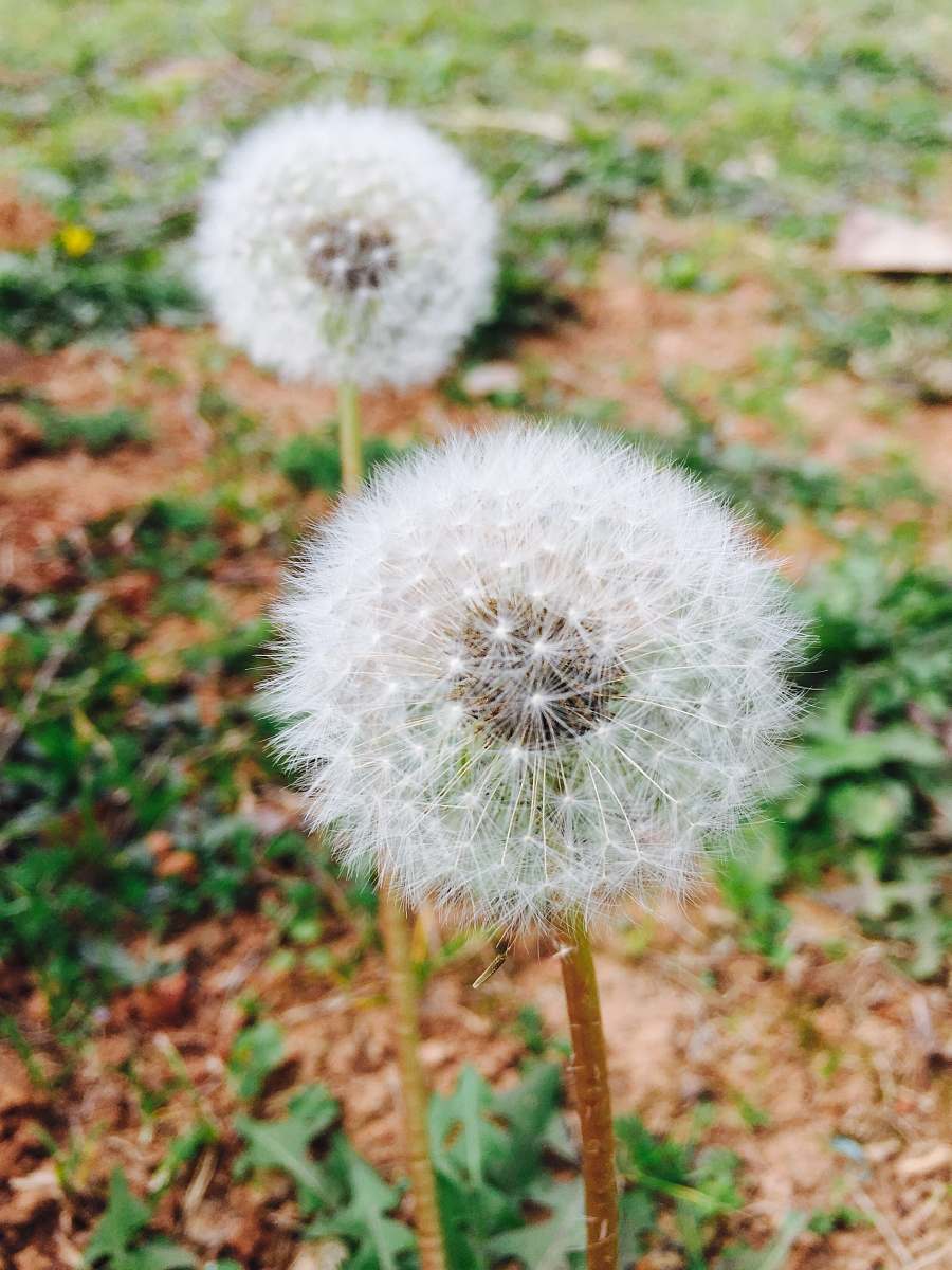 flower two white flowers photo dandelion