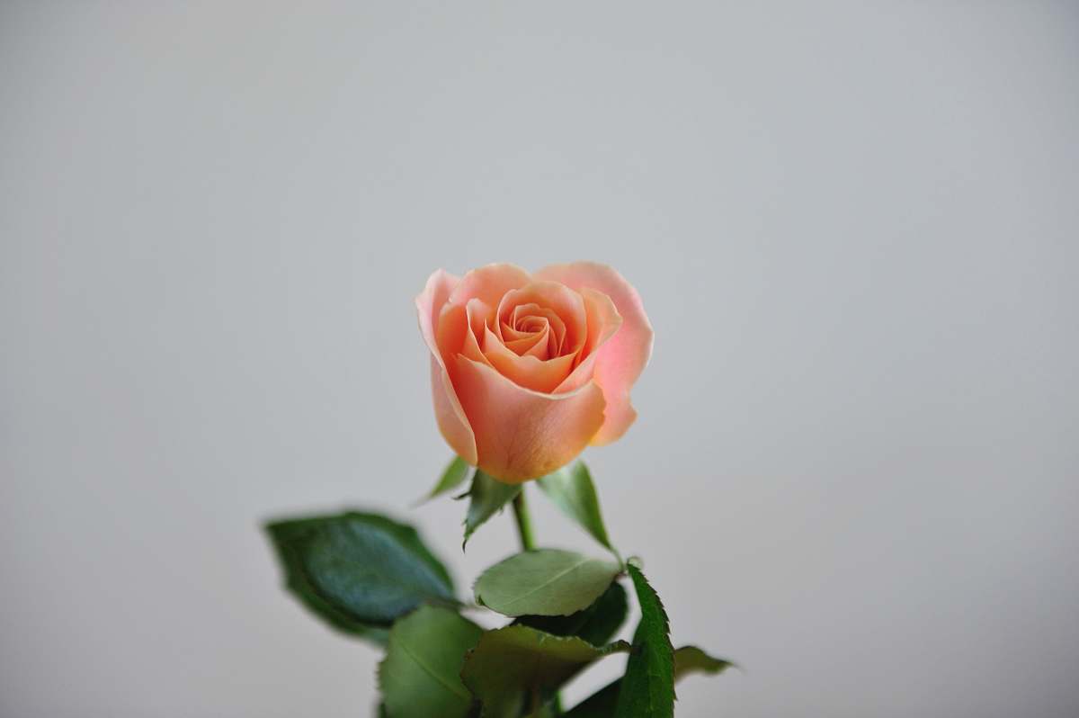 flower pink rose closeup photography blossom