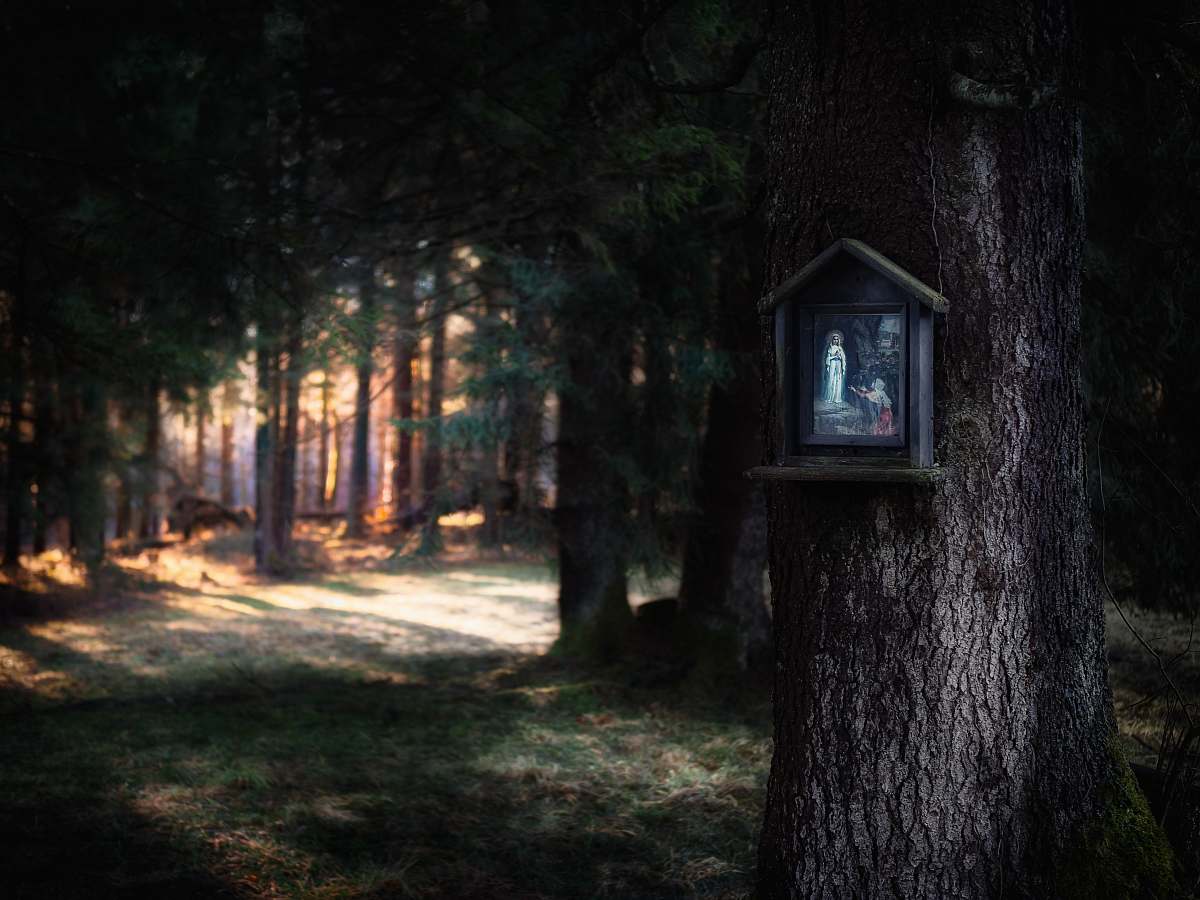 forest brown wooden nestbox on tree wood