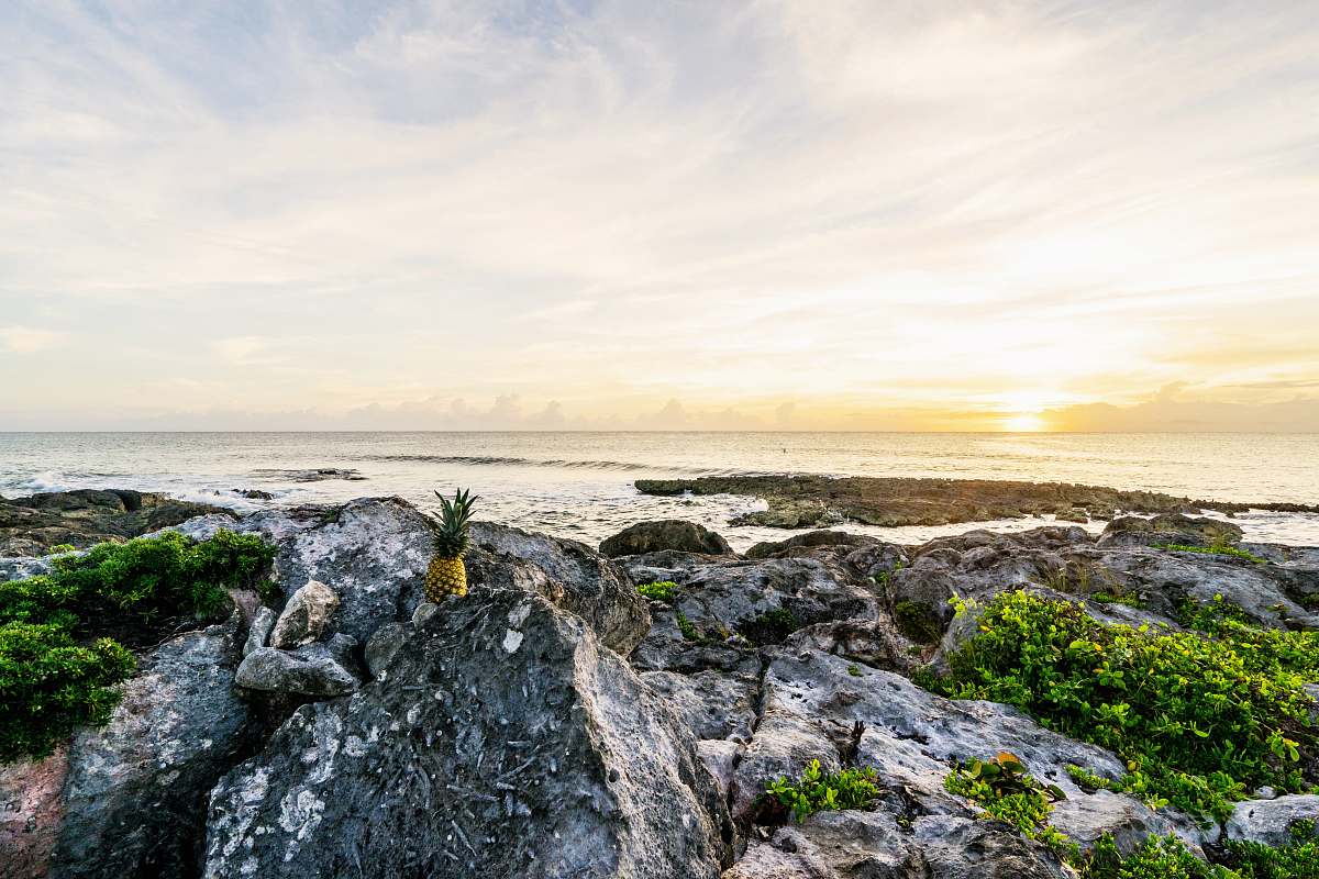 ocean one pineapple on boulders facing sea and sunset rock
