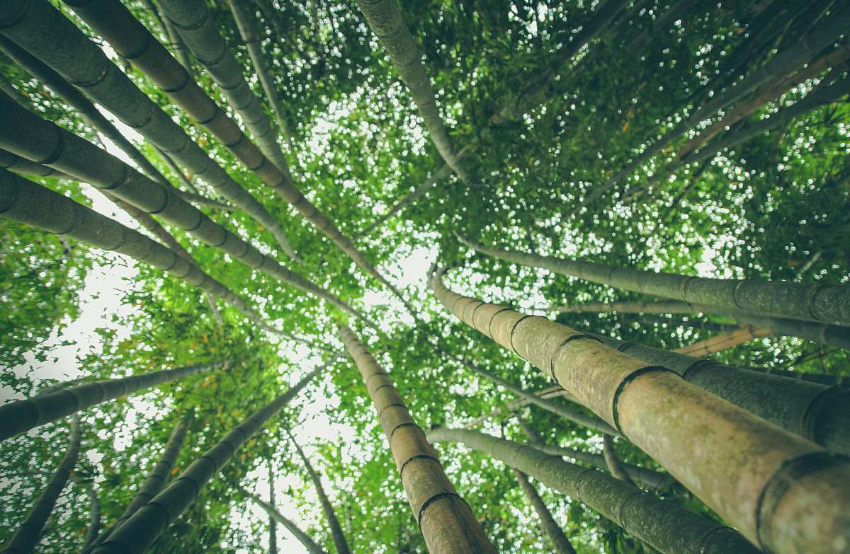 forest green and brown trees lot trees