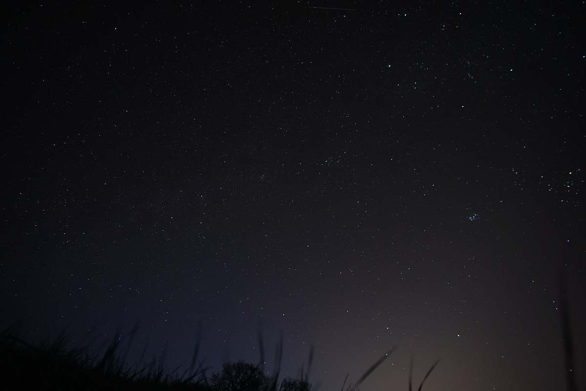 night low angle photography of grasses under stars at nighttime starry sky