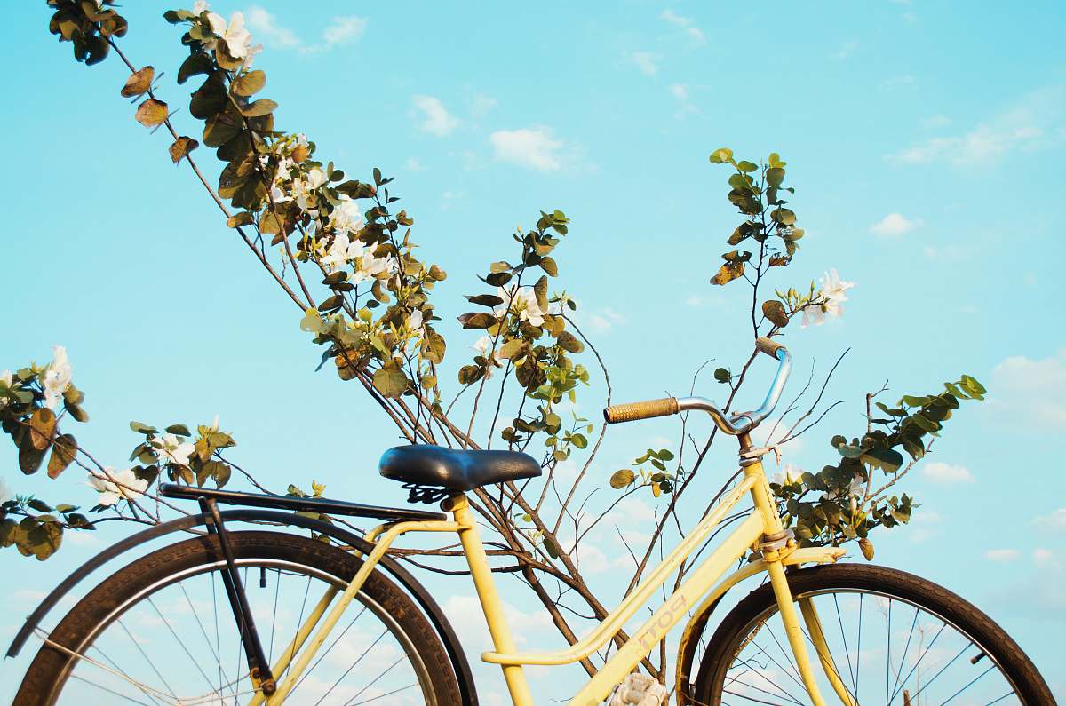 Discover the enchanting beauty of Foz do Iguau with this charming bicycle featuring a rustic basket at the back. Perfect for leisurely rides through scenic parks, this image captures the essence of adventure and exploration in nature. Ideal for travel blogs, lifestyle articles, or marketing materials focused on eco-friendly transportation or family outings.