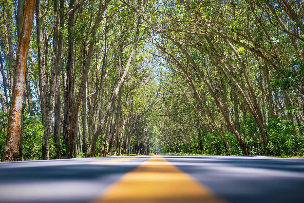 asphalt gray and yellow pavement road with trees tarmac