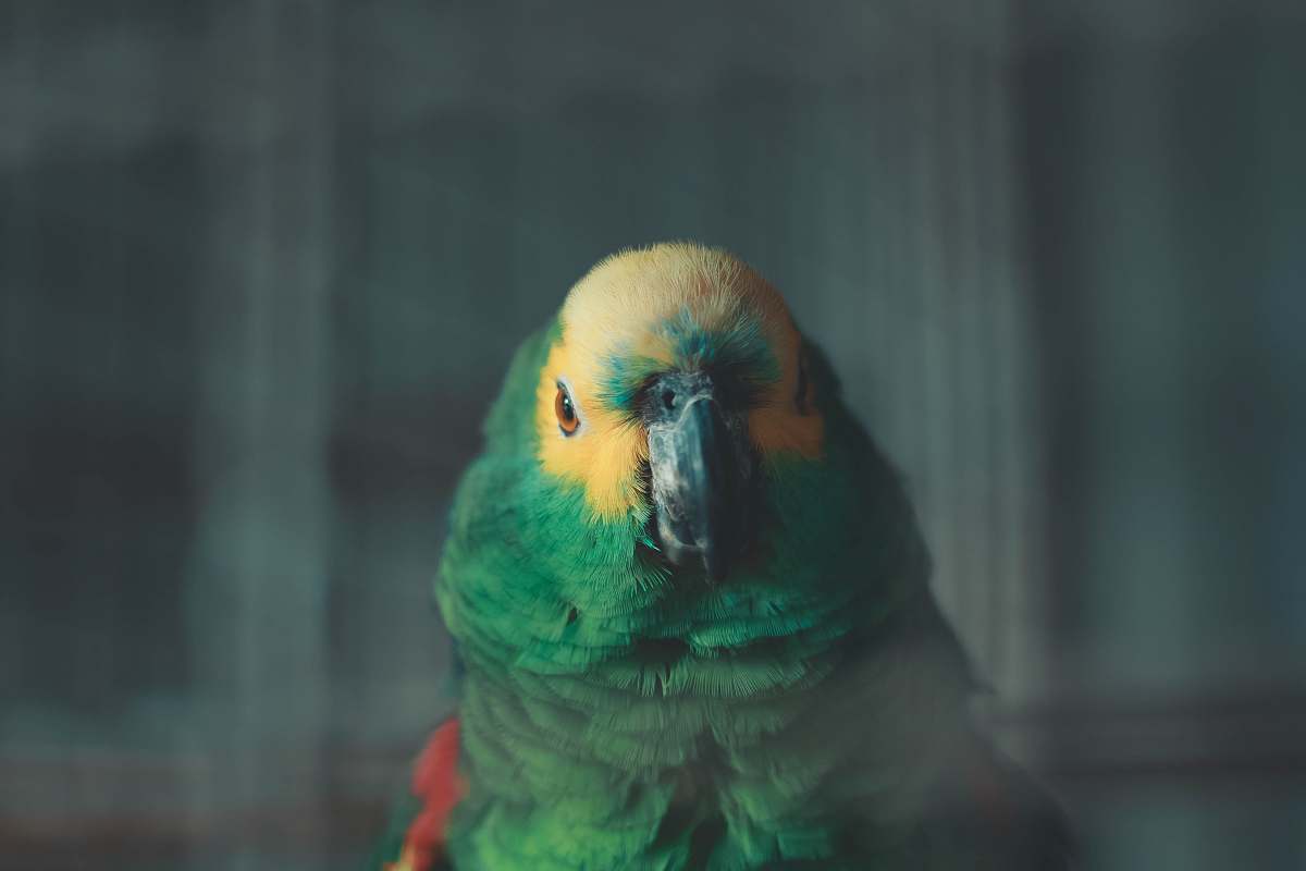 parrot selective focus photo of green and yellow bird animal